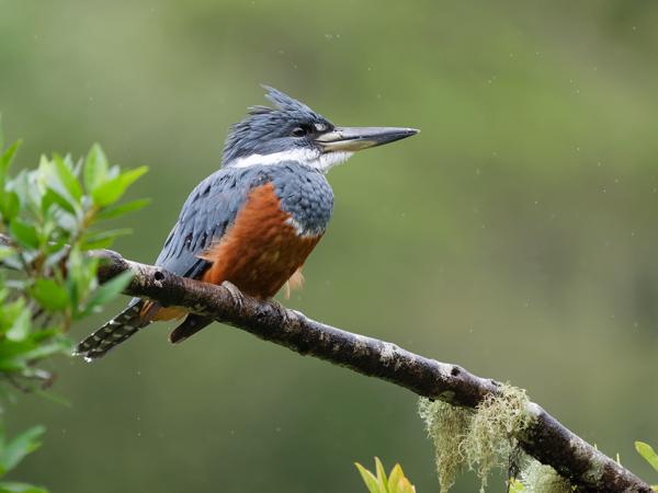 <h3><a href="/trips/costa-rica/biota/animalia/chordata/aves/037 coraciiformes/003 alcedinidae/megaceryle torquata/megaceryle torquata-nl.html">Megaceryle&nbsp;torquata</a> / Ringed&nbsp;kingfisher / Amerikaanse&nbsp;reuzenijsvogel</h3>OM-1 Mark II met OLYMPUS M.150-400mm F4.5, 1/2000 sec  bij F4.5, ISO 4000, afstand 15.8&nbsp;m